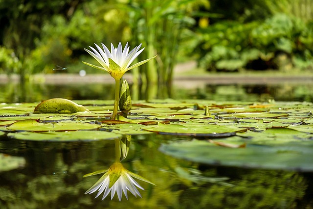 water plants