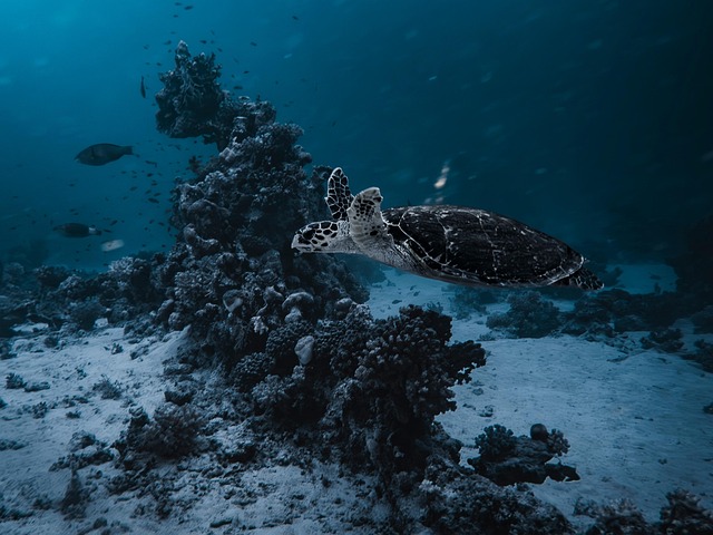 water turtle
