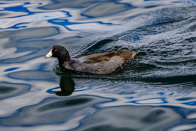 waterbird