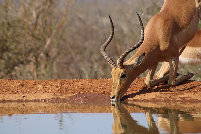 waterhole