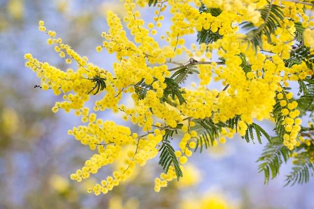 wattle tree