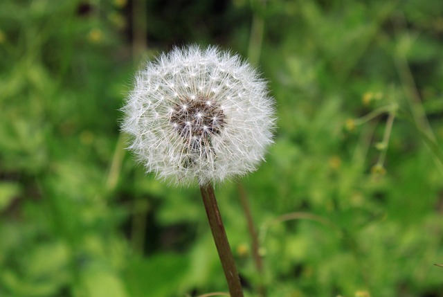 weak growth