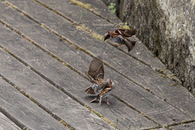 Hình ảnh minh họa ý nghĩa của từ weaning