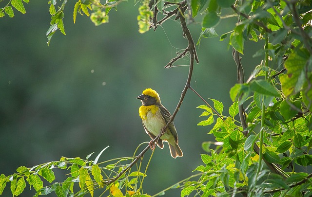 weaver