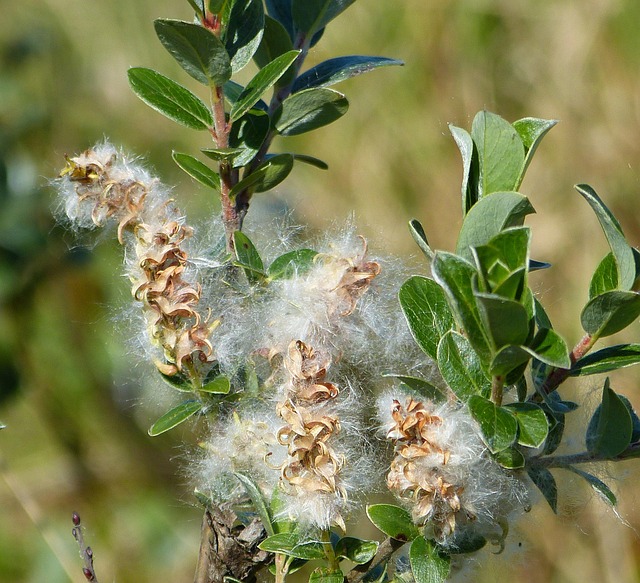 Hình ảnh minh họa ý nghĩa của từ web crawler