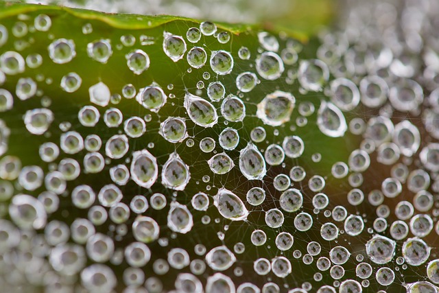 web form