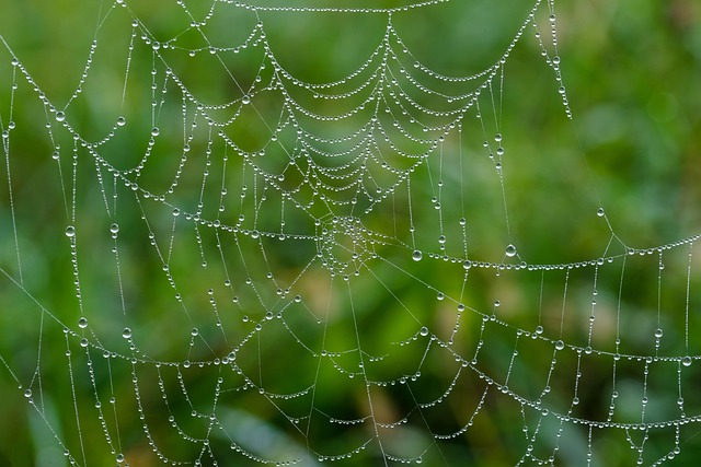 web version