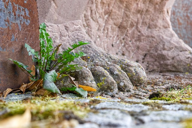 Hình ảnh minh họa ý nghĩa của từ weed