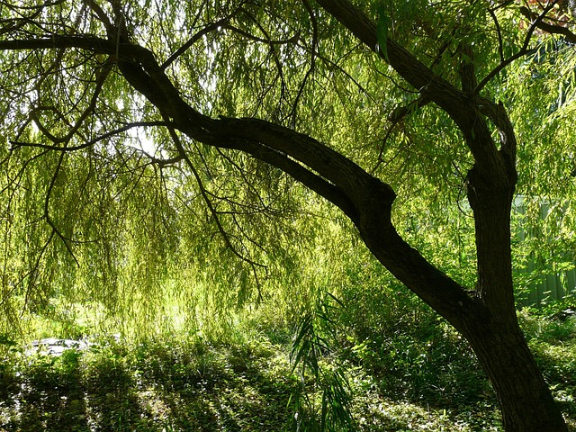 Hình ảnh minh họa ý nghĩa của từ weeping willow