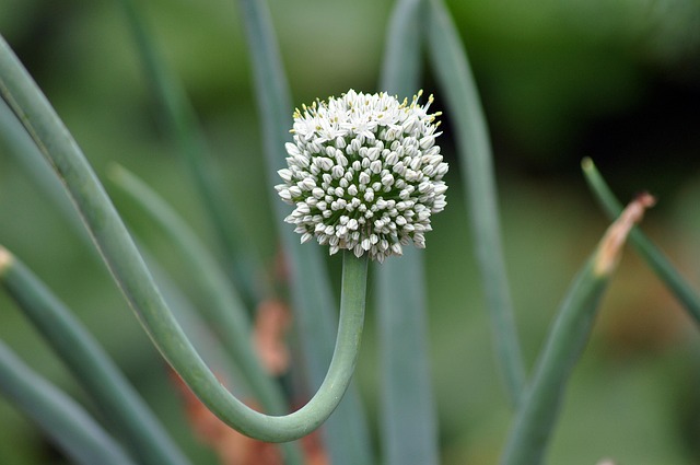 Hình ảnh minh họa ý nghĩa của từ welsh