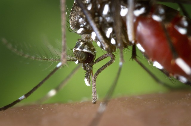 west nile virus