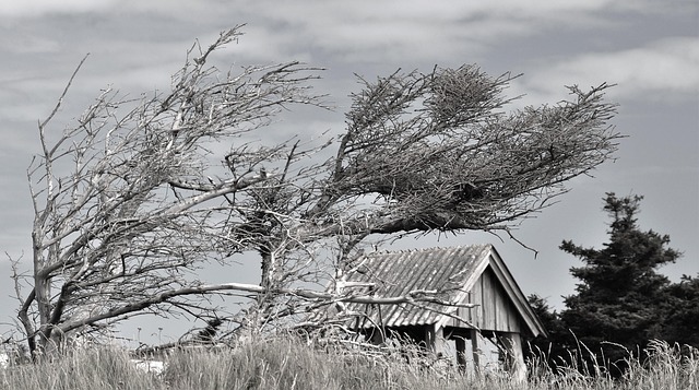 Hình ảnh minh họa ý nghĩa của từ westerly