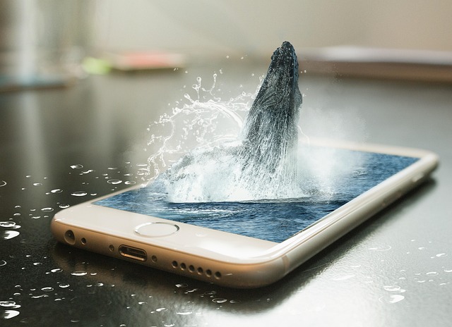 whale