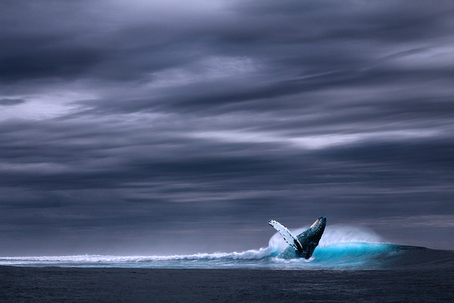 whale breaching