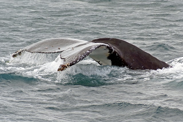 whale conservation