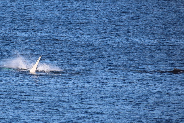 whale hunting