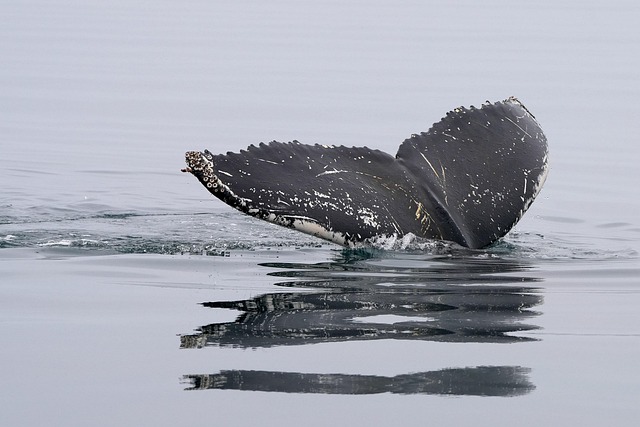 whale preservation