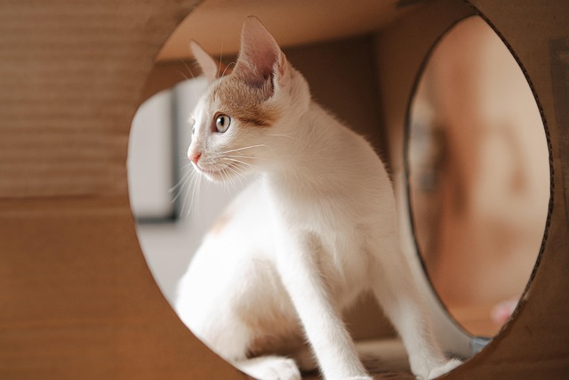 Hình ảnh minh họa ý nghĩa của từ whiskers