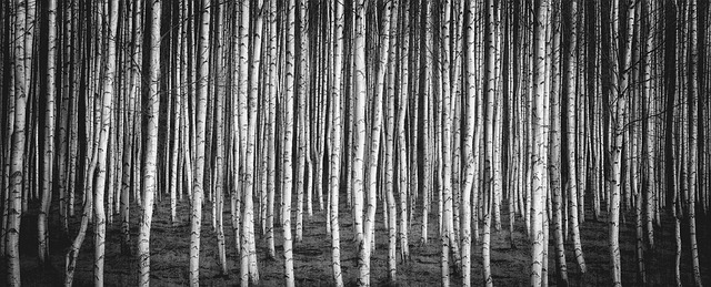 white birch