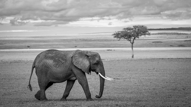 White elephant