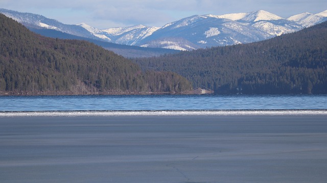 whitefish