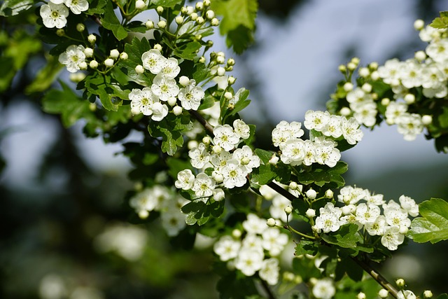 whitethorn