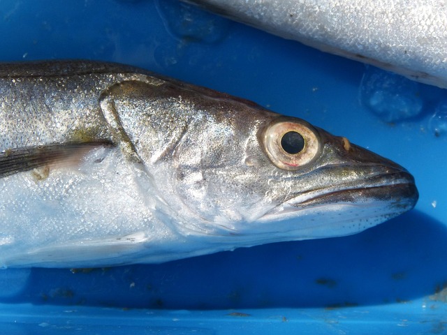 whiting