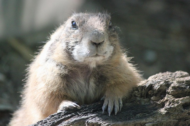 Hình ảnh minh họa ý nghĩa của từ whiz