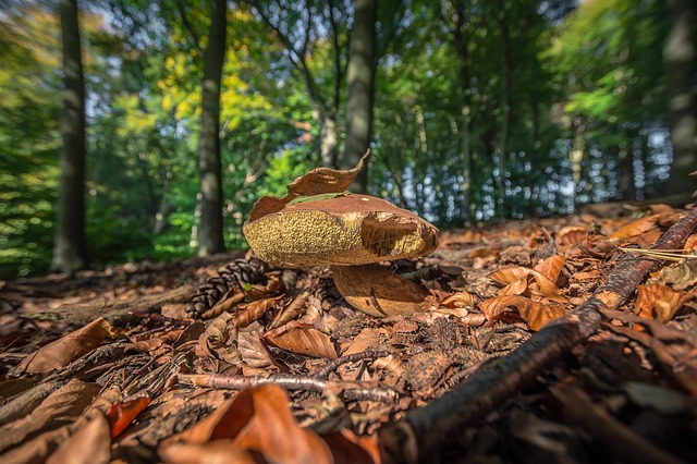 wide lens