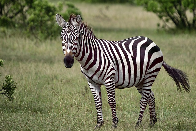 wild animals