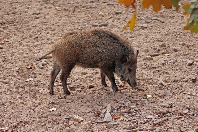 wild boar