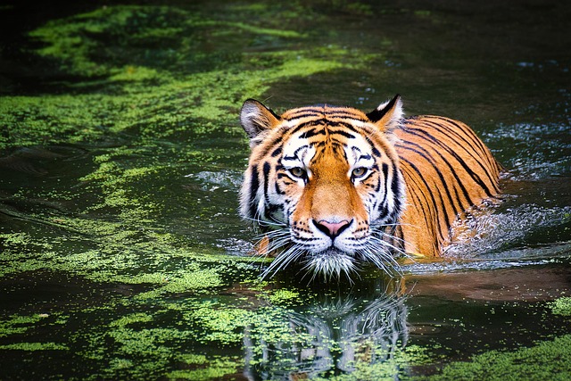 wild cat