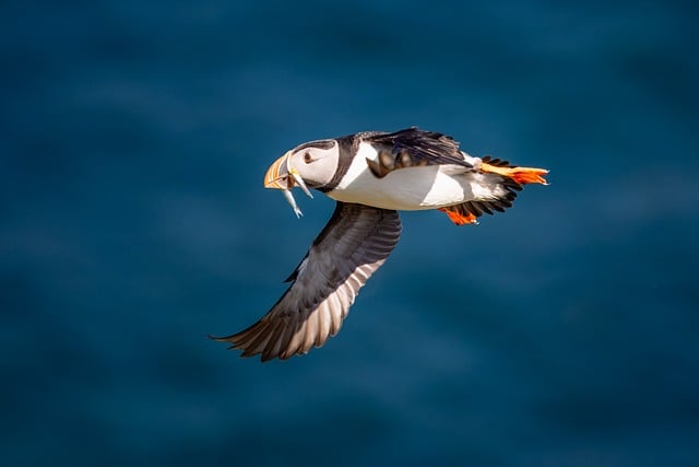 wild fishing