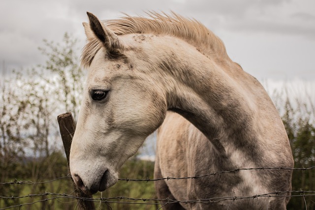 wild horse