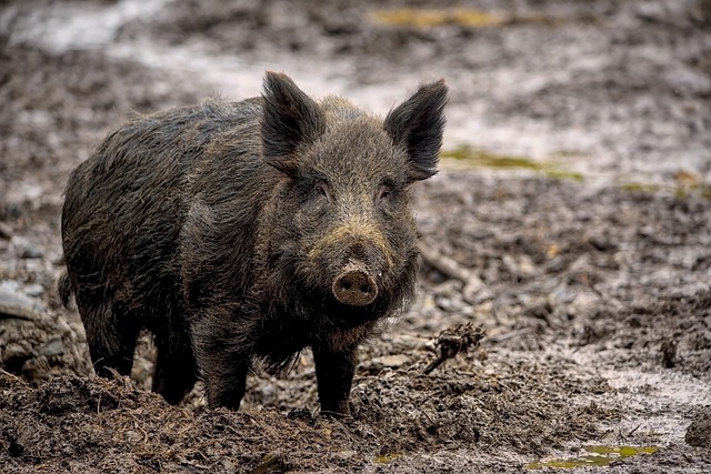 wild pig