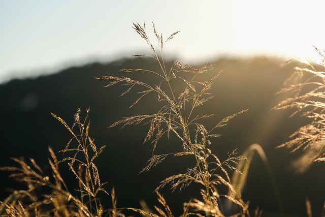 wild plant