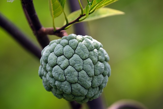 wild sweetsop
