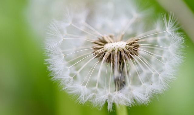 wildflower seed
