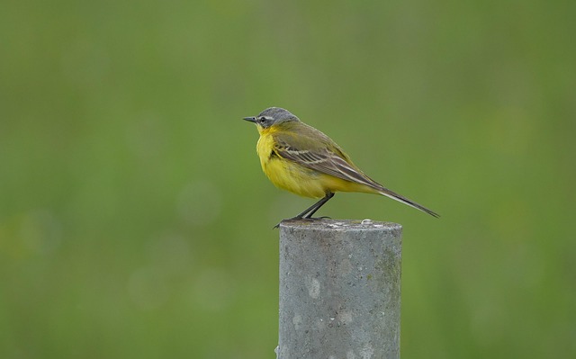 Hình ảnh minh họa ý nghĩa của từ wildlife officer