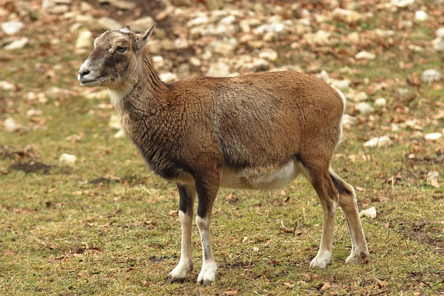 wildlife preservation