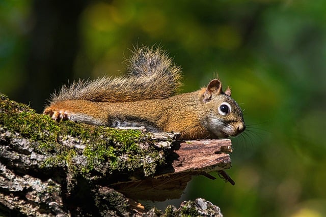 Hình ảnh minh họa ý nghĩa của từ wildness