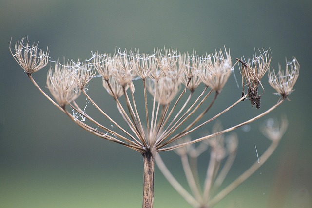 Hình ảnh minh họa ý nghĩa của từ wilting point