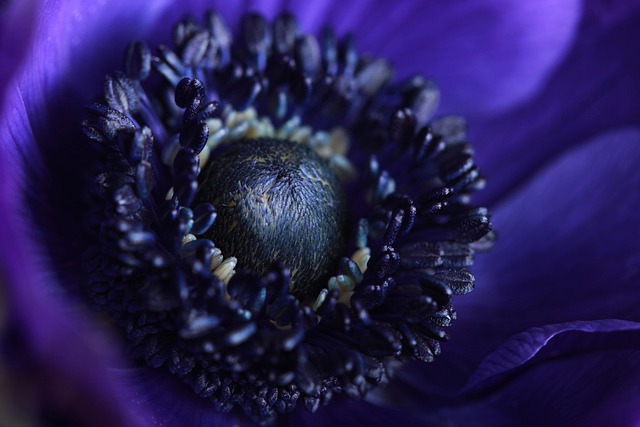 windflower