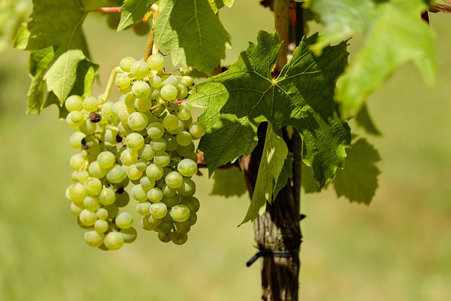 wine plant