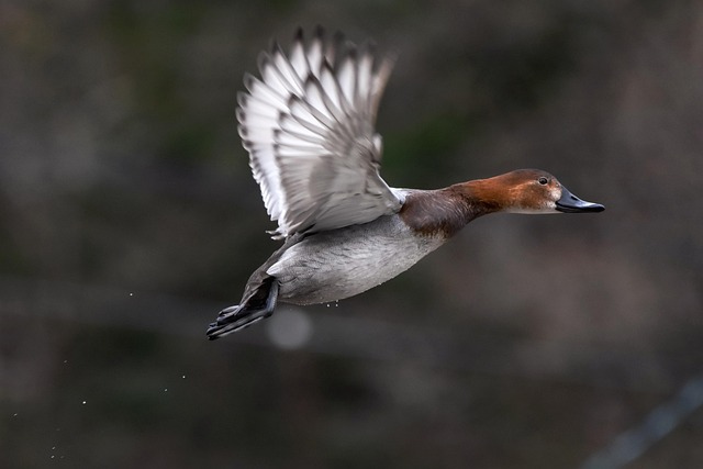 Winging it