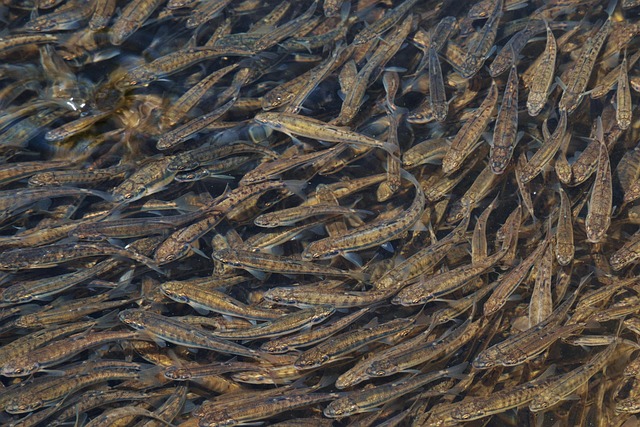 Hình ảnh minh họa ý nghĩa của từ winnow