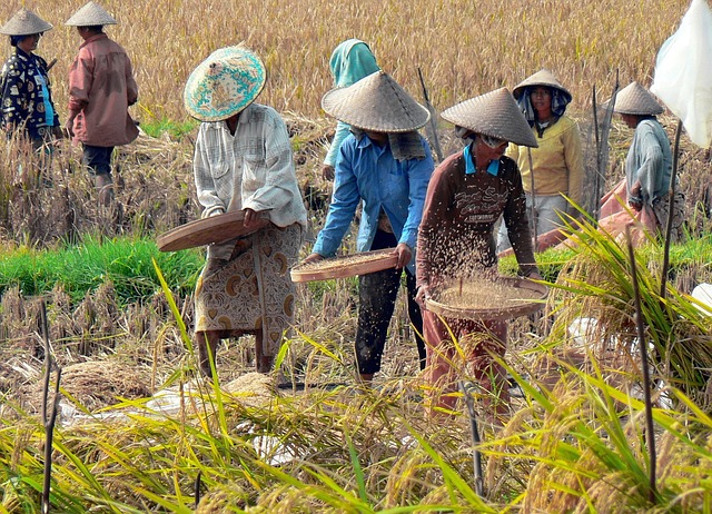 Hình ảnh minh họa ý nghĩa của từ winnowing