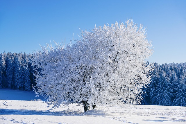winter cold