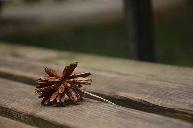 Hình ảnh minh họa ý nghĩa của từ wither