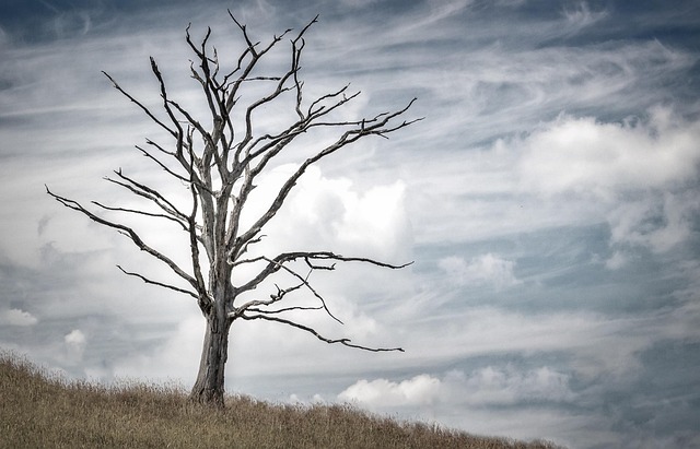 withered grass